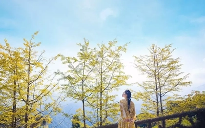 Loài cây ở Sa Pa xanh tươi quanh năm bỗng chuyển sắc vàng rực rỡ