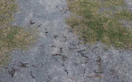 Giun đất trồi lên la liệt rồi chết khô ở Quảng Trị: Chuyện gì đang xảy ra?