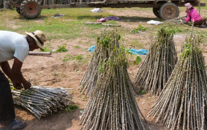 Không phải sầu riêng hay gạo, Trung Quốc bất ngờ săn lùng trở lại một mặt hàng từ Việt Nam: Thu mua hơn 95% sản lượng, nước ta là 'trùm' thứ 2 thế giới