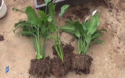 Việt Nam có loại cây được ví như "máy lọc không khí tự nhiên": Giá rẻ, dễ mua, NASA còn phải khuyên trồng