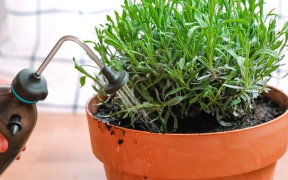 5 loại cây quen thuộc dễ trồng, vừa đuổi muỗi - ruồi, vừa lọc không khí trong nhà