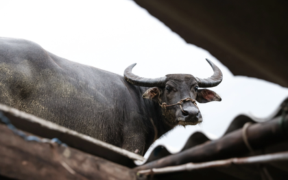 Vụ con trâu mắc kẹt trên mái nhà sau trận lũ lịch sử: Chủ trâu ra quyết định bất ngờ