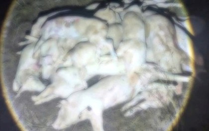Kinh hãi hàng trăm con heo chết, nghi bị bệnh chuẩn bị đưa ra thị trường tiêu thụ