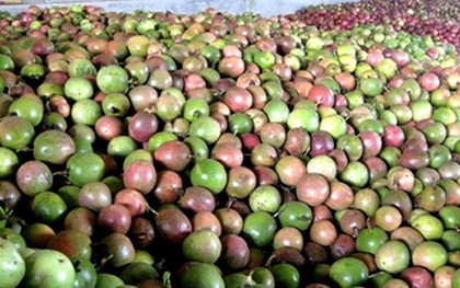 Trung Quốc ồ ạt thu mua một 'sản vật' triệu USD của Việt Nam, nước ta là nhà xuất khẩu lọt top 10 thế giới