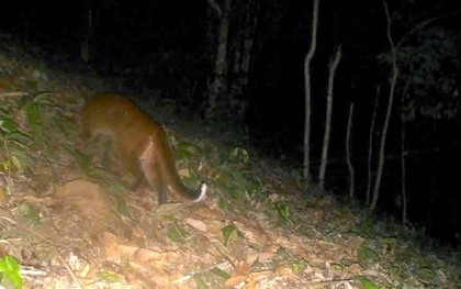 "Báu vật" trong Sách Đỏ xuất hiện trong đêm ở khu rừng lớn nhất xứ Nghệ: Quý hiếm bậc nhất Việt Nam