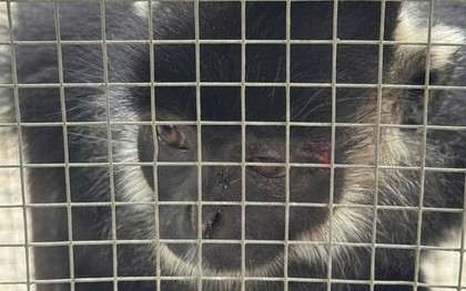 Đã bắt được con vật liên tiếp tấn công người dân ở Quảng Trị