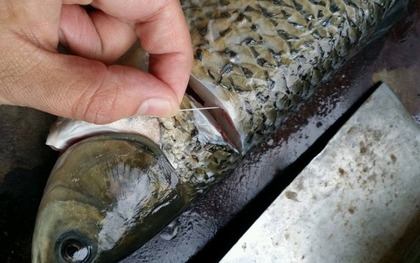 Chỉ cần rút sợi dây này là cá bớt tanh, nấu kiểu gì cũng thơm ngon - Rất nhiều người vẫn chưa biết