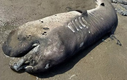 Phát hiện "quái vật" khổng lồ dài 4,3 mét dạt vào bờ biển