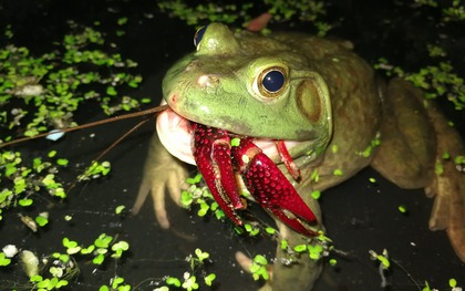 Cơn sốt 300.000 tấn ếch trâu tại Trung Quốc và ba loại "chi phí ngầm" đang khiến giới chuyên gia đau đầu