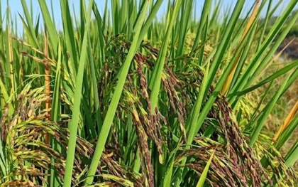 Sau Cuba, Việt Nam tiếp tục đem nhiều loại gạo gây sốt sang trồng tại Nam Mỹ, vừa chuyển giao cả giống lúa lẫn kỹ thuật canh tác