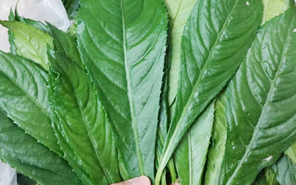 Công dụng không ngờ từ loại lá là gia vị phổ biến trong bếp người Việt