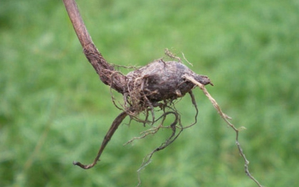 Loại cây "kẻ thù nhà nông" mọc um tùm sau mưa không ngờ có giá 350.000 đồng/kg