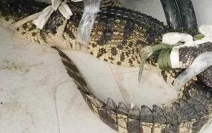 Người dân vây bắt cá sấu dài gần một mét tại khu đất hoang ở Cà Mau