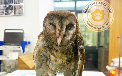 Chú chim cú lợn bị dính keo chuột và đánh đuổi ra bãi rác ở Tây Mỗ, Hà Nội: Tình trạng sau khi cấp cứu