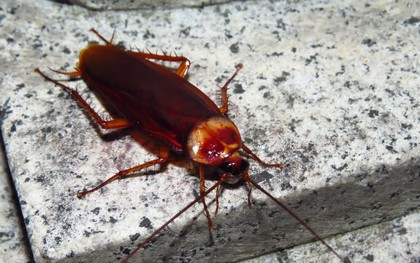 4 dấu hiệu cho thấy gián đang làm tổ trong nhà bạn