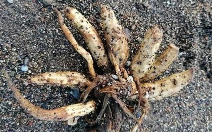 Loài cây cực độc trôi dạt vào bãi biển, chuyên gia cảnh báo