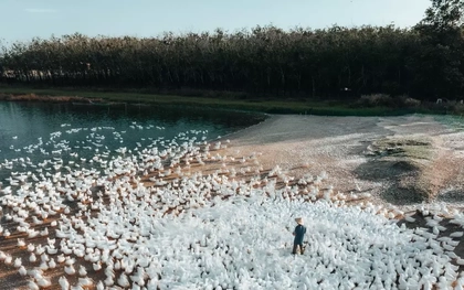 Đẹp ngỡ ngàng 'lốc xoáy' vịt trắng muốt ở Tây Ninh
