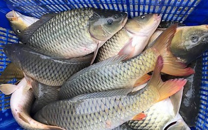 5 loại cá vào "mùa vàng": Thịt chắc, ít tanh, ngon nhất chợ