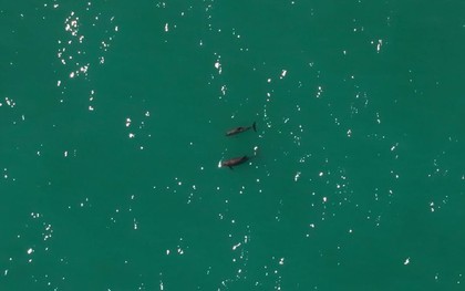 Loài vật quý hiếm bậc nhất thế giới, chỉ còn lại đúng 10 con