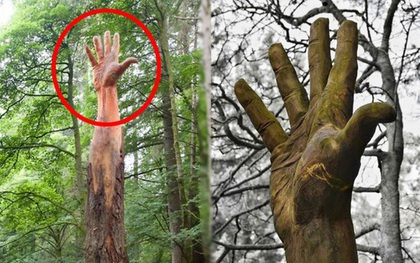 Bàn tay khổng lồ mọc lên giữa rừng cây gây kinh hãi: Sự thật sốc đằng sau