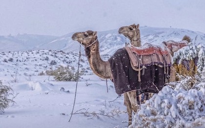 Lý giải trận tuyết kỳ dị phủ trắng sa mạc Ả-rập Xê Út