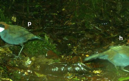 Phát hiện loài chim mới trên đảo quốc Thái Bình Dương