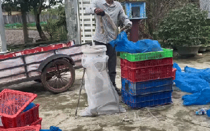 NÓNG: Tạm giữ 676 con rắn hổ mang, nặng gần 1.000 kg ở Quảng Trị