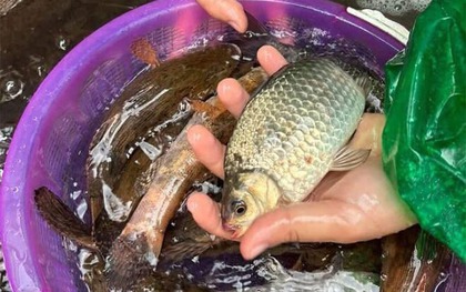 Chợ Việt có loại cá nhỏ, chỉ 30.000 đồng/kg nhưng được thầy thuốc xưa gọi là "đại bổ": Người biết ăn coi như báu vật