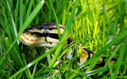 Nhà có 6 đặc điểm này, đừng trách vì sao rắn hay tìm đến