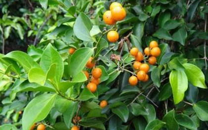 5 loại cây không nên trồng ở trước cửa nhà, gia chủ cố tình trồng thì hậu quả khôn lường