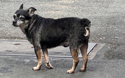 Cấp "căn cước" định danh để giám sát vật nuôi?