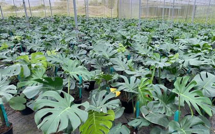 Độc lạ loài cây "lá rách thủng" giúp người nông dân đổi đời: Bán lá thu trăm triệu/năm