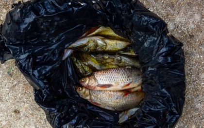 Tại sao người bán cá hay dùng túi màu đen đựng cá?