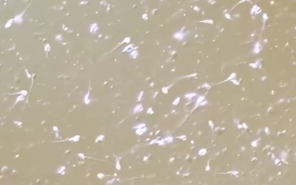 Lỗ hổng trong ngành thương mại tinh trùng tại châu Âu