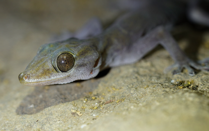 "Báu vật" ẩn mình tại núi Bà Đen, thế giới chỉ Việt Nam có