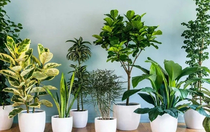 5 loại cây "nuốt" bụi mịn, lọc không khí tốt nhất được khuyên trồng trong nhà năm 2026