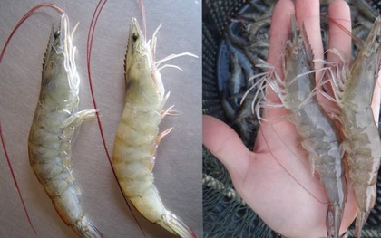 Mua tôm, cứ học thuộc mẹo này là biết tôm tươi hay tôm bơm hóa chất