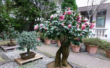 Loài cây quý như vàng, hoa nở đẹp chấn động thị giác: Nhà giàu mê vì giúp tụ lộc, giữ vượng khí