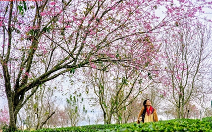 Hàng trăm "nàng thơ" chen chân check-in với hoa mai anh đào nở sớm ở Đà Lạt