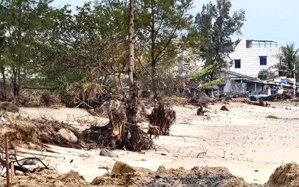 Sóng 'ngoạm' bật gốc phi lao, phá tan hoang bãi biển đẹp nhất Quảng Ngãi