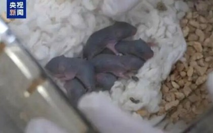 Chú chuột vũ trụ vừa sinh ra 9 chú chuột con
