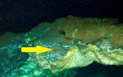 Phát hiện bí mật chưa từng có dưới đáy biển sâu 3.640m ở Greenland