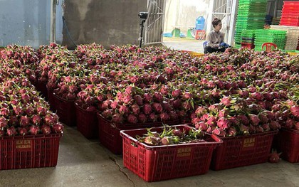 Giá thanh long chong đèn tại Lâm Đồng đạt mức cao nhất nhiều năm