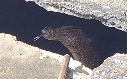 Nhìn ra bãi đất trống, người dân sốc nặng khi thấy cảnh đáng sợ