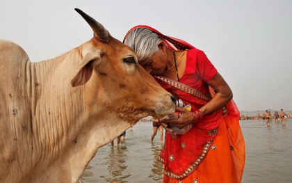 Ấn Độ nuôi hơn 500 triệu con bò nhưng không ăn thịt, mà biến chất thải của chúng thành mỏ vàng tỷ đô