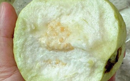 Thương lái tấp nập vào tận vườn thu mua loại quả giòn, ngọt đậm, người dân Hưng Yên kiếm bộn tiền