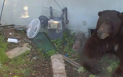 Ở cùng gấu khổng lồ 30 ngày, người đàn ông kể lại trải nghiệm ám ảnh