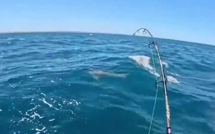 Thợ mộc trẻ kinh ngạc khi câu được cá mập trắng khổng lồ dài 2 mét