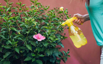 Vì sao nên xịt nước tỏi vào vườn?