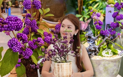 Loài cây Tết đến nhiều nhà muốn có: Chuỗi ngọc tím thổi bừng sức sống năm mới, hút tài lộc vào nhà